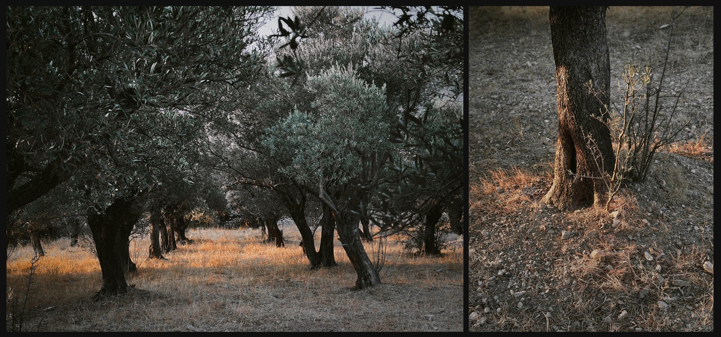 A Hand of Dust · plate 09